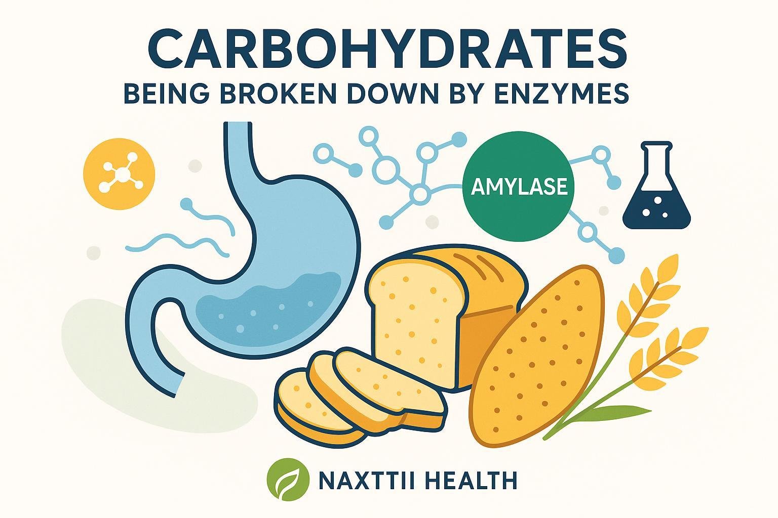 Illustration of the digestive process showing amylase breaking down carbohydrates, symbolizing health and wellness.