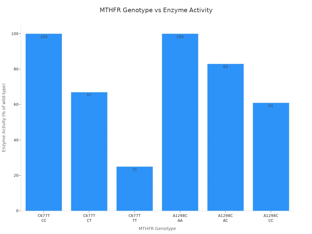 Bar chart comparing enzyme activity percentages for different MTHFR genotypes