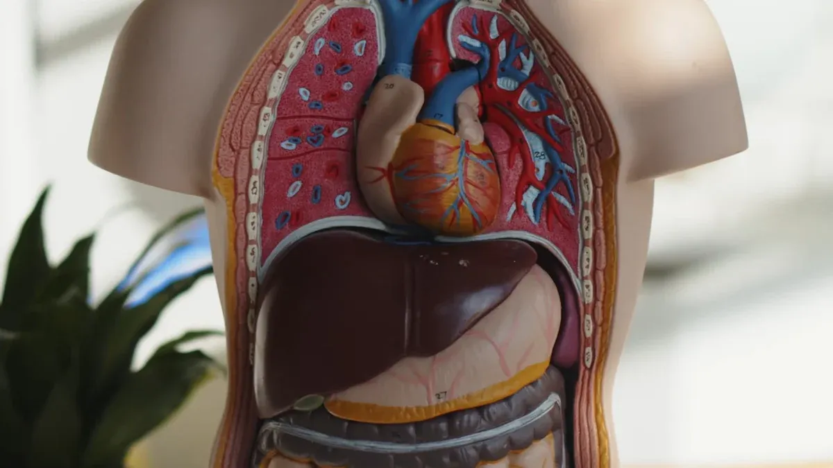 The Science of Better Absorption