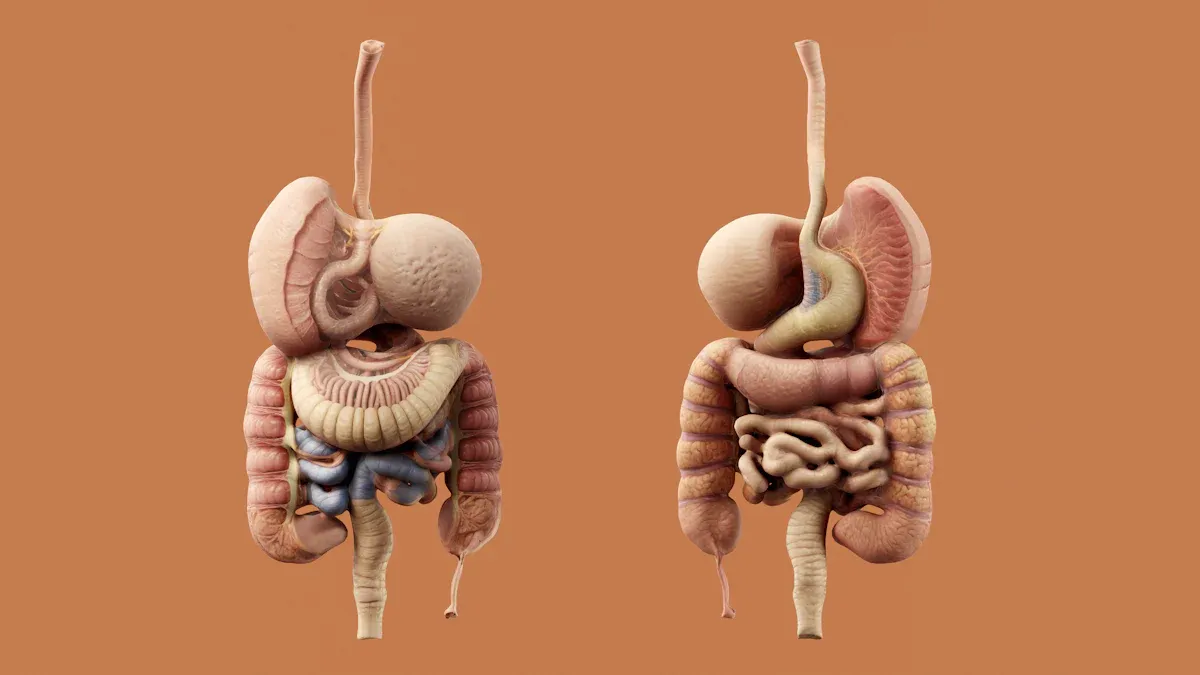 The Digestive System Explained