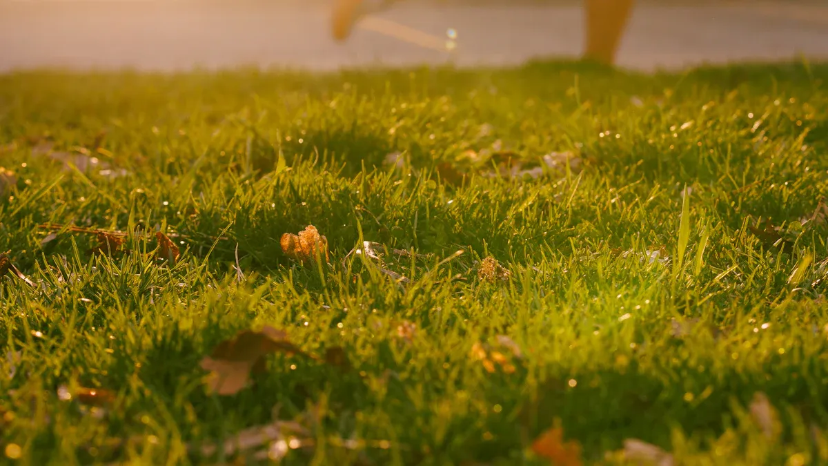 Sunlight and Outdoor Activity in Morning Routines